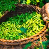 緑茶の美容効果
