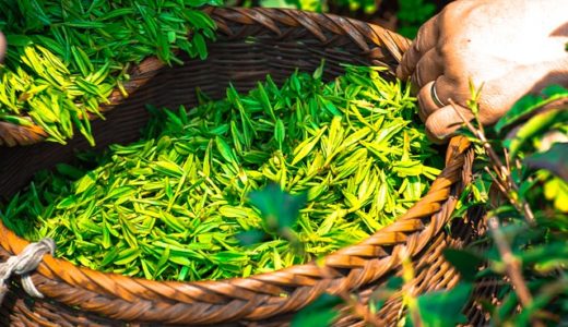 緑茶の美容成分と効果について